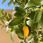 Kumquat med frukt